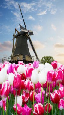 Lale çiçek alan içinde güneşli gün, Hollanda üzerinden bir Hollanda Yeldeğirmeni