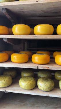 Renkli peynir tekerleri kırsal ahşap raflarda zarif bir şekilde yaşlanıyor, çeşitli canlı seçenekler sergiliyorlar.