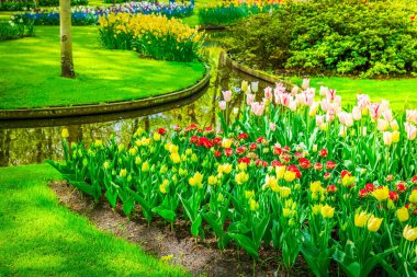 Renkli büyüyen ve açan laleler bahar resmi bahçesinde çiçek açtılar.