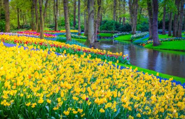 Renkli sarı ve mavi çiçek tarhı Bahar resmi bahçesinde nehirli