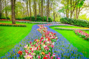Renkli büyüyen kırmızı, pembe, kırmızı, mor laleler bahar balosu bahçesinde çiçek açtı.
