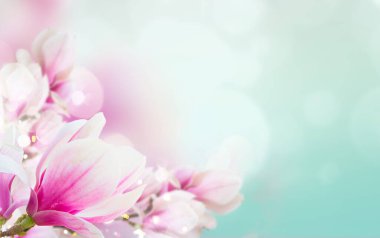 kopya alanı ile mavi arka plan üzerinde dal çiçek açan ile Pembe Manolya çiçek yakın çekim