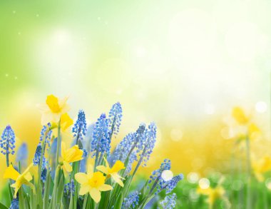 Bahar bluebells ve yeşil bahçe afiş kopya alanı ile nergis