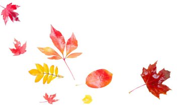 Güneş ışınları ile sarı yapraklar üzerinde beyaz düşmek