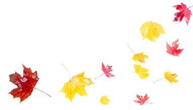 Güneş ışınları ile sarı yapraklar üzerinde beyaz düşmek