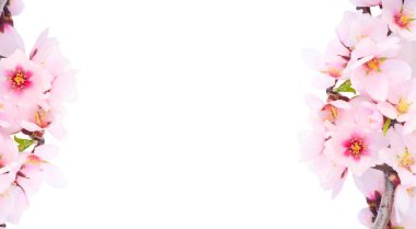 Beyaz arkaplanda pembe ve beyaz kiraz ağacı çiçekleri