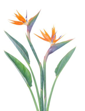 Canlı ve güzel Strelitzia çiçekleri göz kamaştıran çarpıcı turuncu ve yemyeşil renkler sergiler.