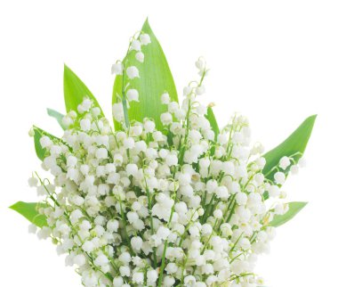 yeşil yaprakları ile vadinin lilly beyaz arka plan üzerinde yakın