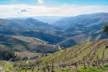 Şarap bağları, Portekiz, Unesco dünya mirası sitesi olan Douro şarap vadisi