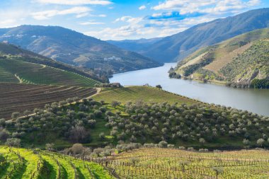 Şarap bağları, Portekiz, Unesco dünya mirası sitesi olan Douro şarap vadisi