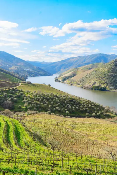 Şarap bağları, Portekiz, Unesco dünya mirası sitesi olan Douro şarap vadisi