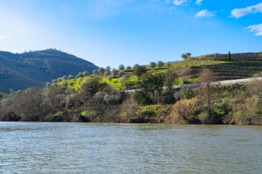 Şarap bağları, Portekiz, Unesco dünya mirası sitesi olan Douro şarap vadisi
