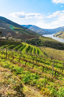 Şarap bağları, Portekiz, Unesco dünya mirası sitesi olan Douro şarap vadisi