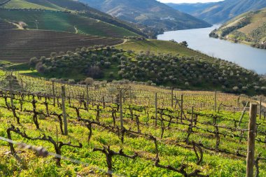 Şarap bağları, Portekiz, Unesco dünya mirası sitesi olan Douro şarap vadisi