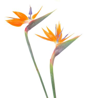 Canlı ve güzel Strelitzia çiçekleri göz kamaştıran çarpıcı turuncu ve yemyeşil renkler sergiler.