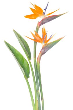 Canlı ve güzel Strelitzia çiçekleri göz kamaştıran çarpıcı turuncu ve yemyeşil renkler sergiler.