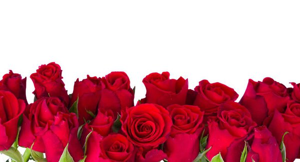 red fresh blooming fresh roses bud isolated on white background