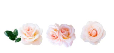 Beyaz arka plan üzerinde izole bir pembe taze çiçek açan rfresh ose bud