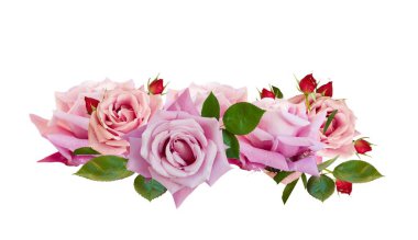 Beyaz arkaplanda izole edilmiş pembe güller