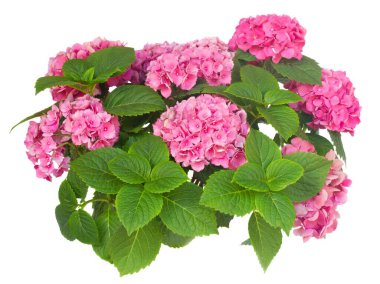beyaz arka plan üzerinde izole pembe hortensia çiçekler