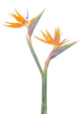 Canlı ve güzel Strelitzia çiçekleri göz kamaştıran çarpıcı turuncu ve yemyeşil renkler sergiler.