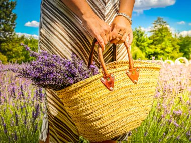 Çiçek temalı tasarımlar için ideal, canlı bir tarlada kokulu lavanta kokulu sepetle dolu güzel bir sepet.