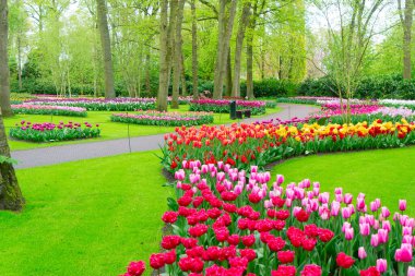 Renkli büyüyen kırmızı, pembe, kırmızı, mor laleler bahar balosu bahçesinde çiçek açtı.