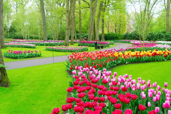 Renkli büyüyen kırmızı, pembe, kırmızı, mor laleler bahar balosu bahçesinde çiçek açtı.