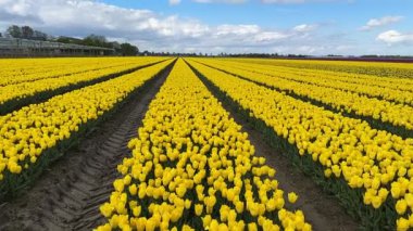 Güneşli bir günde mavi gökyüzü olan ünlü sarı lale tarlası
