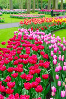 Renkli büyüyen kırmızı, pembe, kırmızı, mor laleler bahar balosu bahçesinde çiçek açtı.