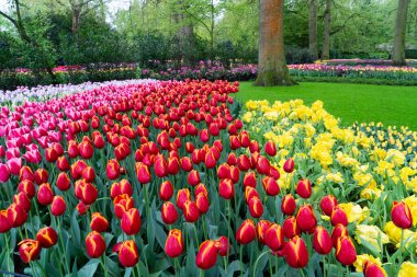 Renkli büyüyen kırmızı, pembe, kırmızı, mor laleler bahar balosu bahçesinde çiçek açtı.