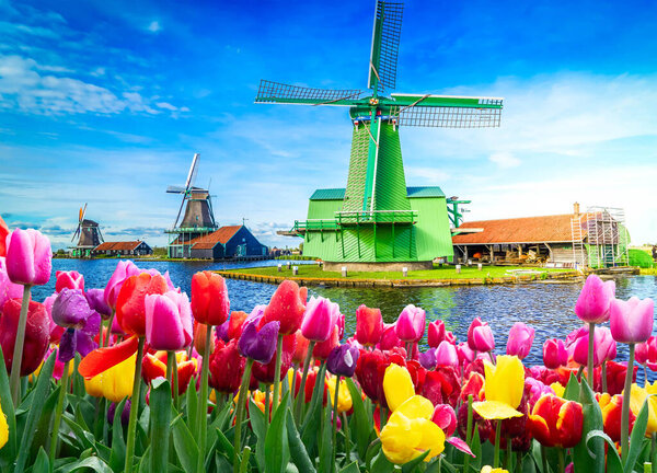 one dutch windmill over tulip flowers field in sunny day, Netherlands