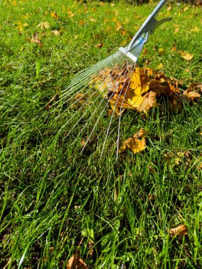 Parkta açık ve güneşli bir sonbahar gününde yemyeşil çimenlikte canlı sarı yapraklar topluyorum.