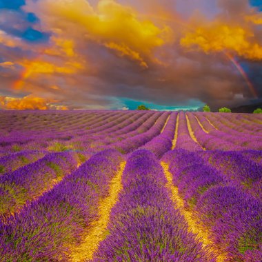 Lavanta çiçekleri muhteşem mavi ve pembe günbatımı gökyüzü gökkuşağı, Provence, Fransa