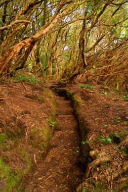 Anaga ormanının vahşi doğası. Ve dolambaçlı yol, Tenerife, İspanya