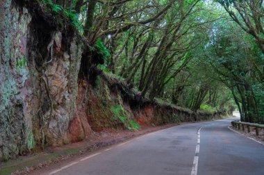 Anaga ormanının vahşi doğası. Ve dolambaçlı yol, Tenerife, İspanya