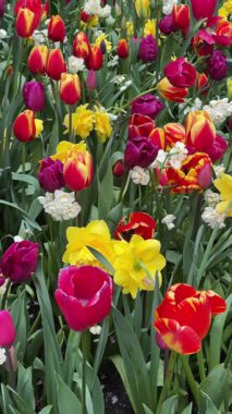 Renkli büyüyen kırmızı laleler ve sarı nergisler bahar balosu bahçesinde çiçek açtılar.