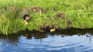 Sarı ördekli anne ördek yavrusu