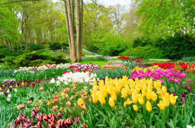 Renkli büyüyen ve açan laleler bahar resmi bahçesinde çiçek açtılar.