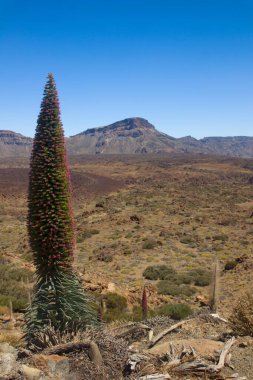 güneşli bir gün, tenerife, Kanarya, İspanya içinde Teide Dağı