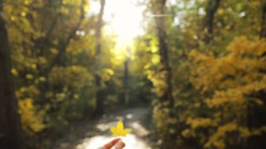 Kadın, sonbahar parkında elinde küçük ve büyük iki sarı akçaağaç yaprağını tutuyor ve karşılaştırıyor. Yakın çekim.