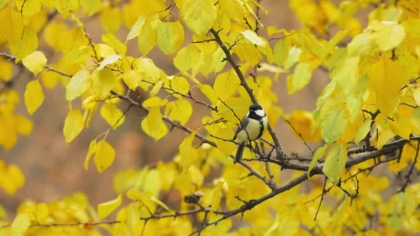 Small Bird Great Tit Sits Branch Yellow Leaves Autumn Park — Stock video