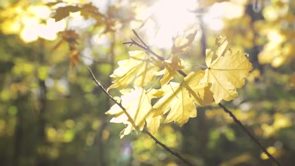 Akçaağaç Sarısı Yapraklar Şehir Parkında Rüzgarı Hareket Ettiriyor Güneş Parlıyor — Stok video