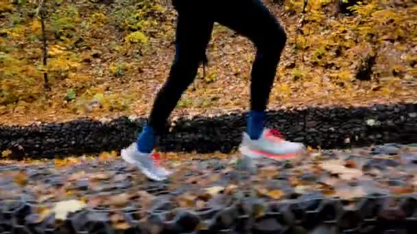 秋天的时候 穿着黑色紧身衣的女跑步者骑着黄叶枫树和河流在城市公园里慢跑 金巴尔侧拍 健康的生活方式 — 图库视频影像
