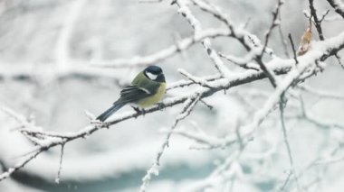 Small bird great tit is sitting on the branch at winter time at snowfall in slow motion