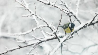 Small bird great tit is sitting on the branch at winter time at snowfall in slow motion