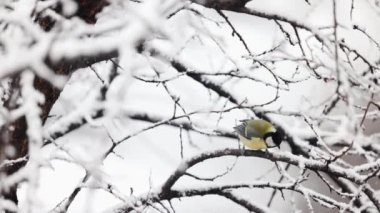 Small bird great tit is sitting on the branch at winter time at snowfall in slow motion