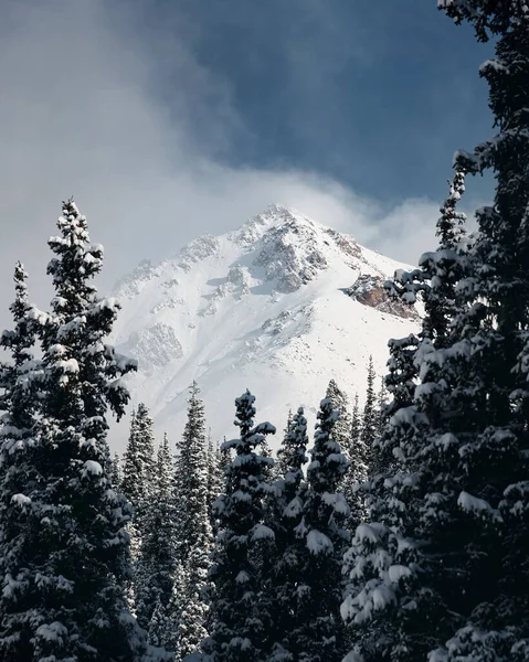 Красивый Пейзаж Елового Леса Снегом Большой Горой Долине Туманных Облаках — стоковое фото