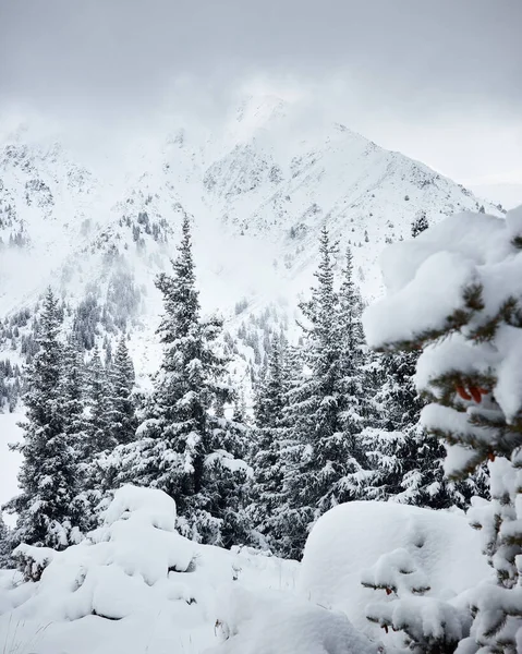 カザフスタンの天山の霧の山の谷の雪とスプルースの木の森の美しい景色 — ストック写真