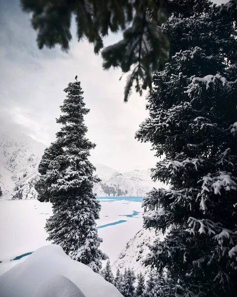 Landskap Snö Gran Med Liten Fågel Stranden Turkos Big Almaty — Stockfoto